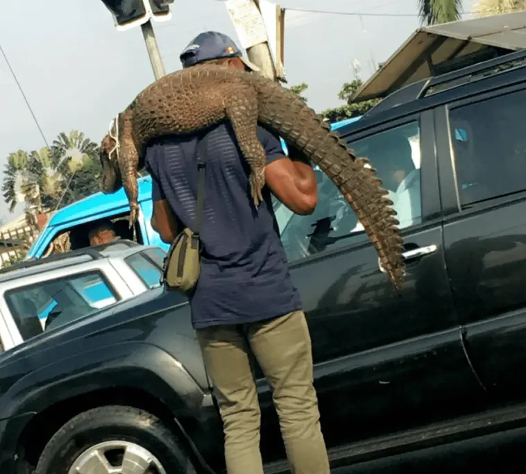 Man seen selling crocodile in daytime traffic