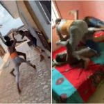 Drama as Lady joins her main boyfriend to fight off her side guy