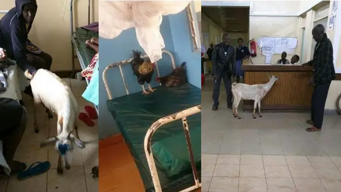 Shock, disbelief as animals in local community pay visit to their ill owner in the hospital