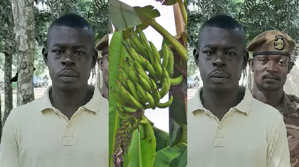 Carpenter Jailed 3-Years For Allegedly Stealing A Policeman’s Plantain [Video]